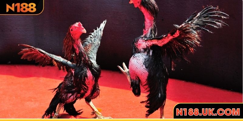 Chi tiết các loại hình đá gà phổ biến nhất