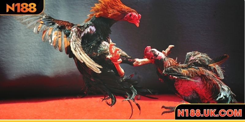 Chiến lược trong thế quăng hậu vô cùng hiểm hóc