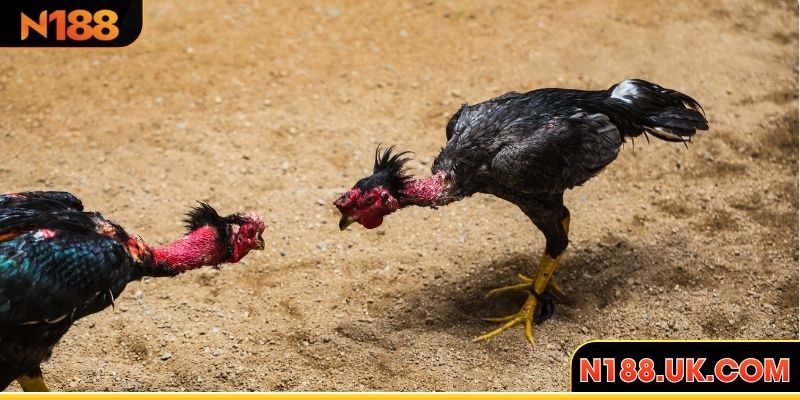 Chiêu giả yếu khiến đối phương mất cảnh giác