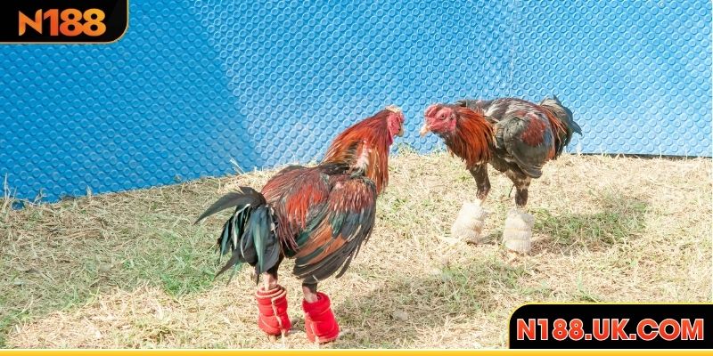 Dáng cựa tròn đều, chóp nhọn sắc bén