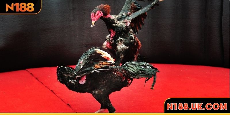 Đôi nét về gà chọi đòn cáo tại N188