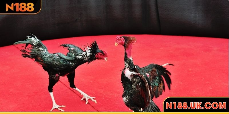 Đòn song phi đôi cánh tạo sức công phá mạnh