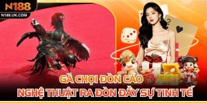 Gà Chọi Đòn Cáo Và Nghệ Thuật Ra Đòn Đầy Sự Tinh Tế