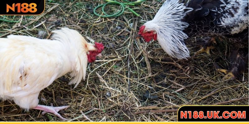 Khám phá sảnh đá gà N188 hấp dẫn người chơi