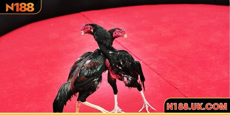 Khám phá thế đá gà chọi tại N188