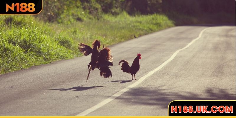 Lưỡi cựa sắt sắc bén khiến đối thủ khiếp sợ