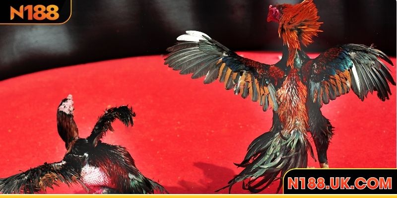 Lý do người chơi nên chọn N188 làm điểm đến